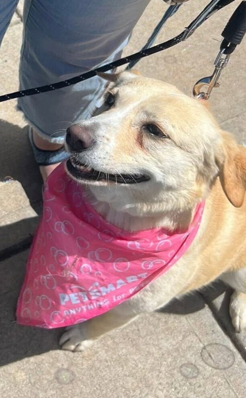 HONEYBEE - Labrador Retriever / Beagle available for adoption