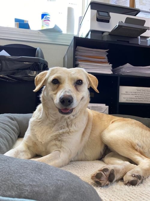 HONEYBEE - Labrador Retriever / Beagle available for adoption