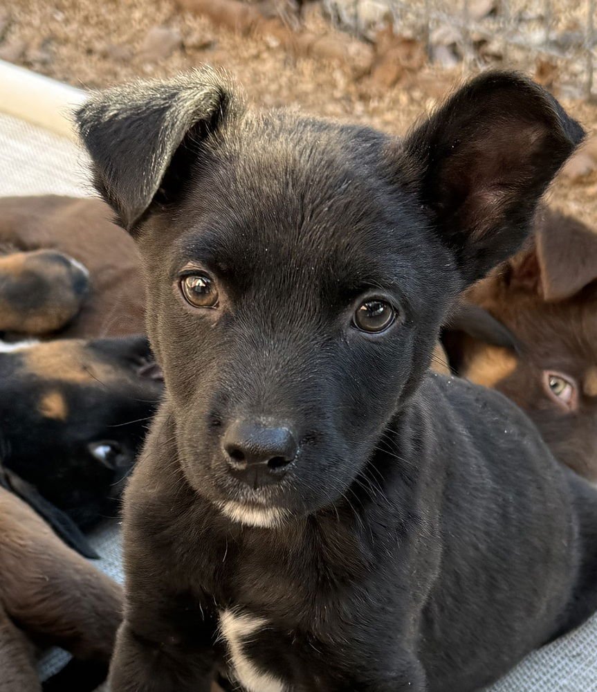 LEGHORN - Australian Shepherd / Shepherd available for adoption
