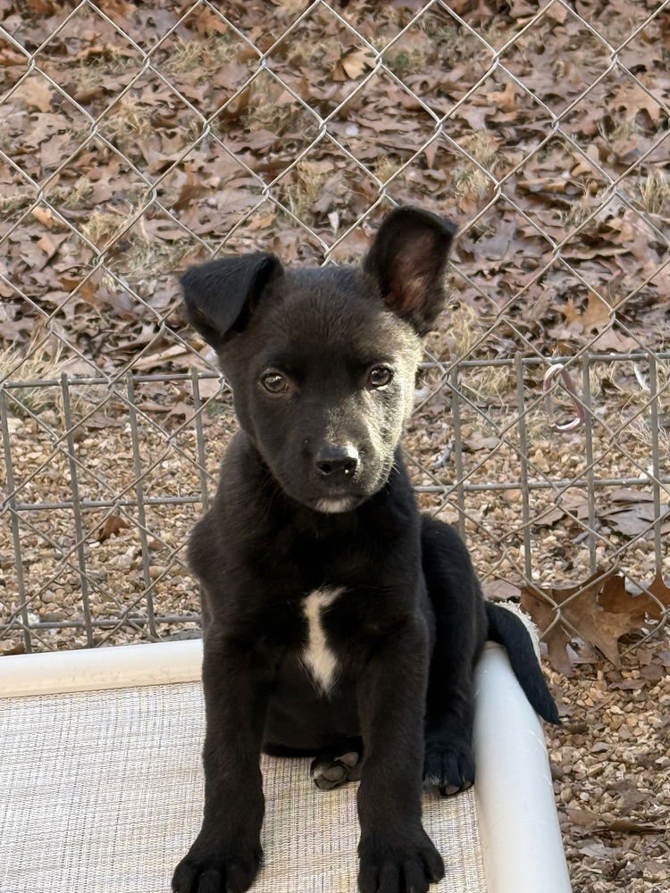 LEGHORN - Australian Shepherd / Shepherd available for adoption