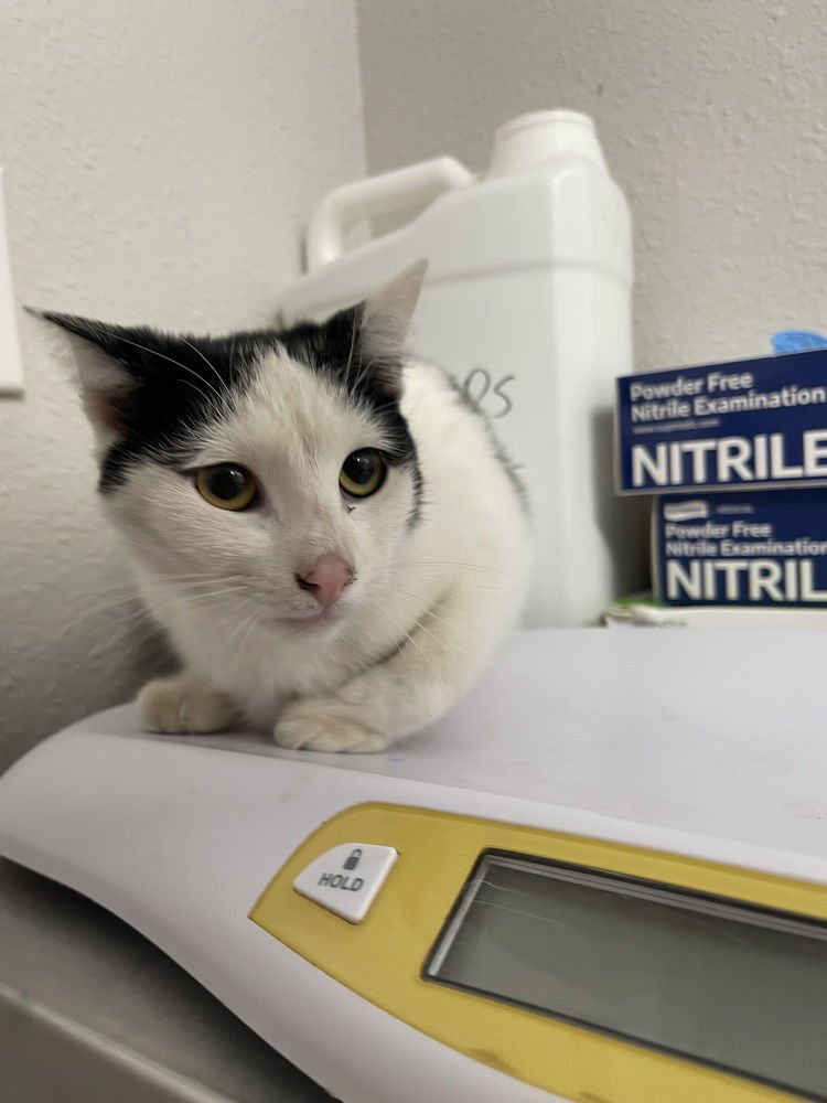 WUVY - Domestic Short Hair available for adoption