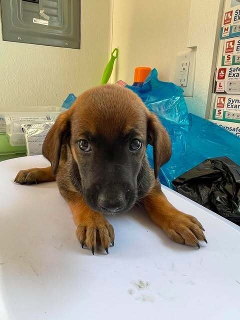 JEWEL - Bluetick Coonhound available for adoption