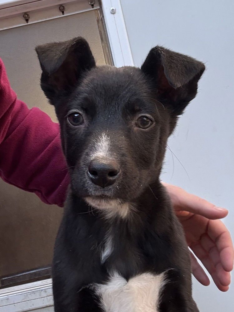 BRAHMA - Australian Shepherd / Shepherd available for adoption