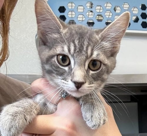 LADY PURRINGTON - Domestic Short Hair available for adoption