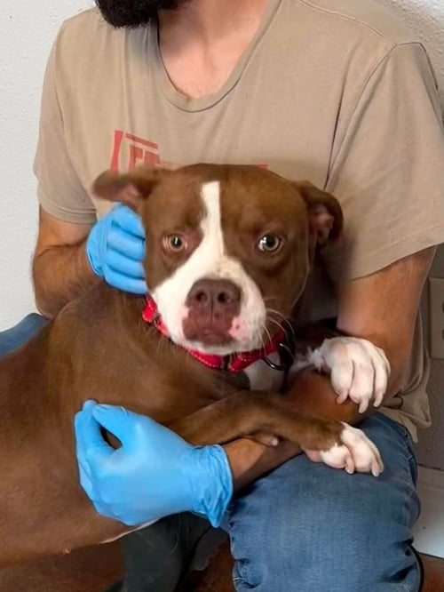 COACH - American Pit Bull Terrier / Boxer available for adoption