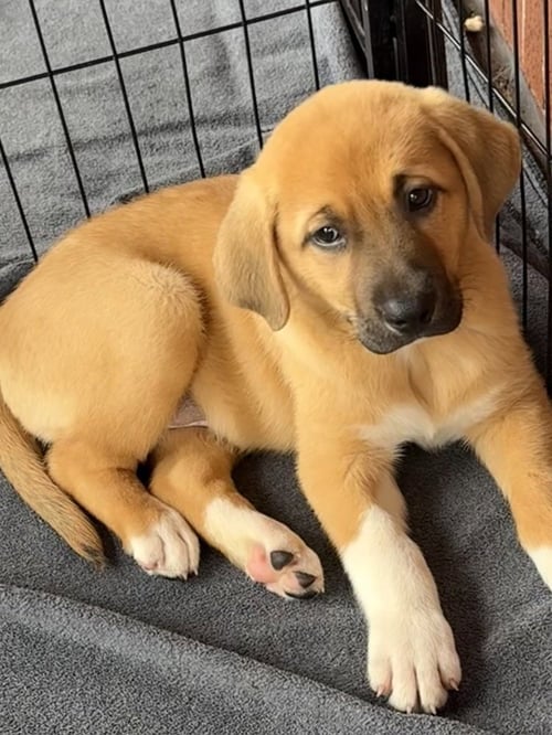 BAYOU - Mastiff / Great Pyrenees available for adoption