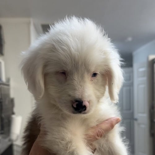 CELESTITE - Australian Shepherd / Bernese Mountain Dog available for adoption