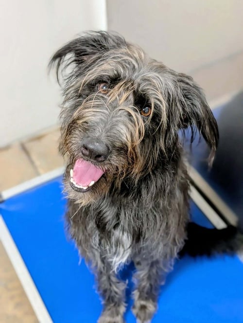 ELLIE MAE - Schnauzer / Terrier available for adoption