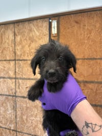 Ellie Mae - Photo 4