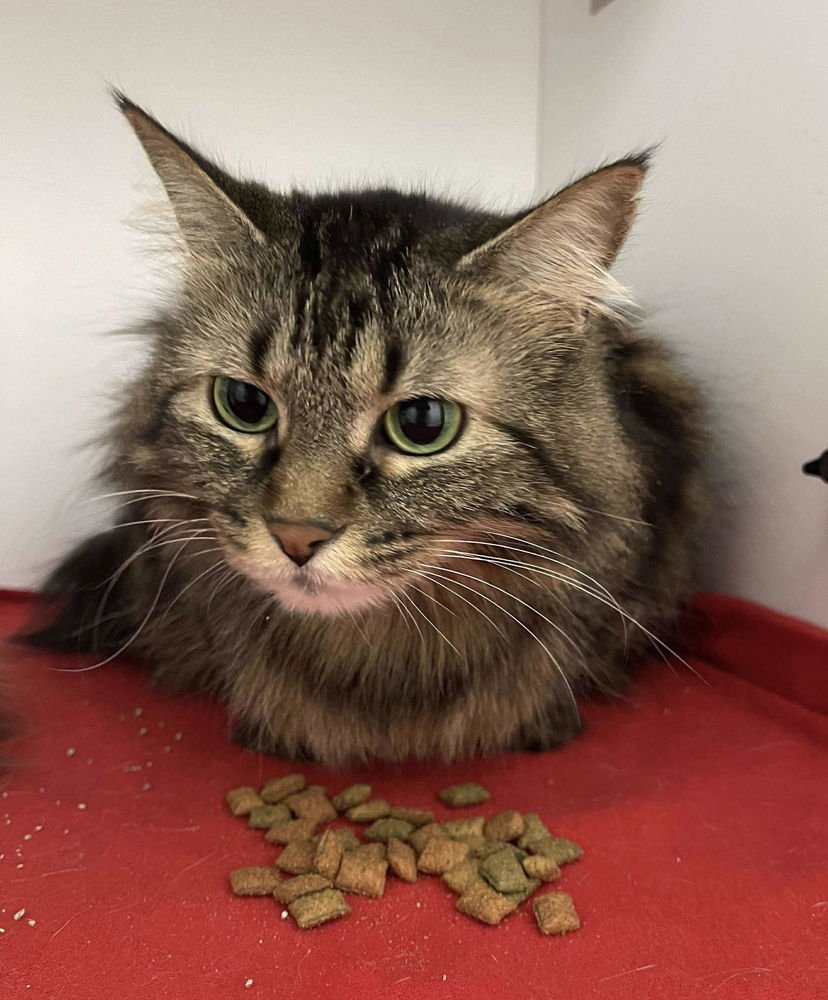 SNICKERS - Domestic Medium Hair available for adoption