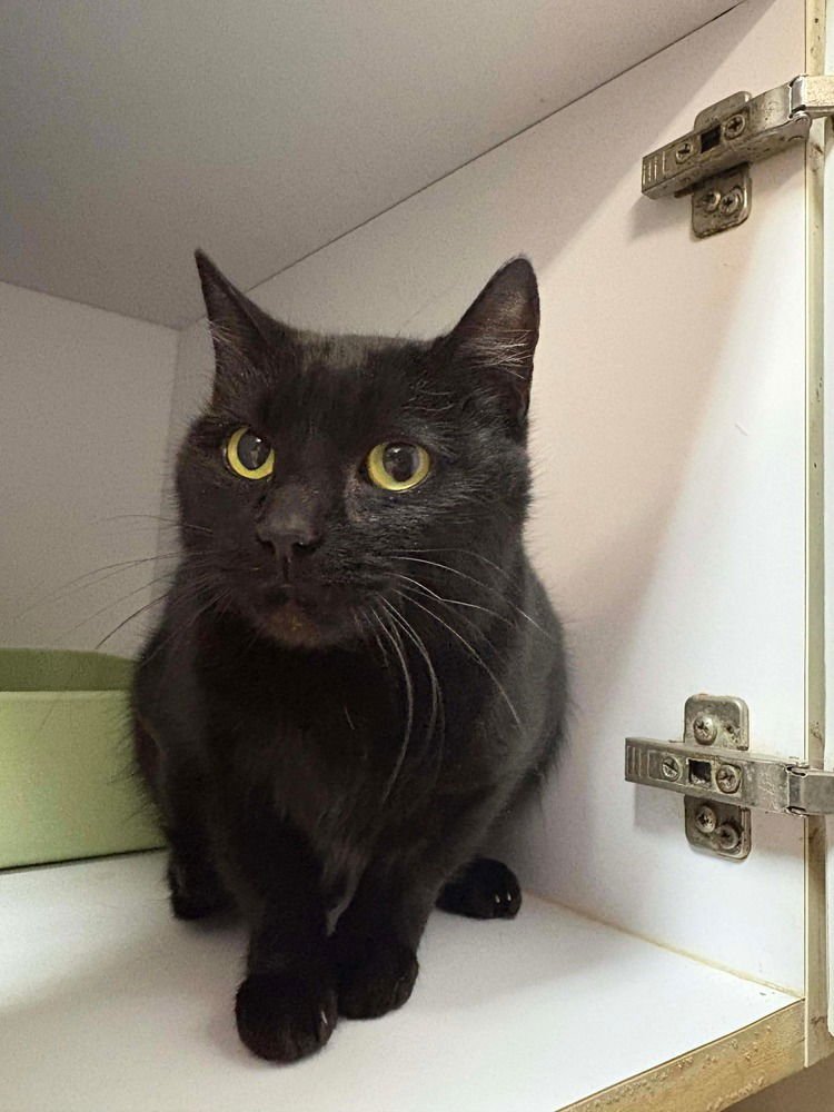 SABRINA - Domestic Short Hair available for adoption