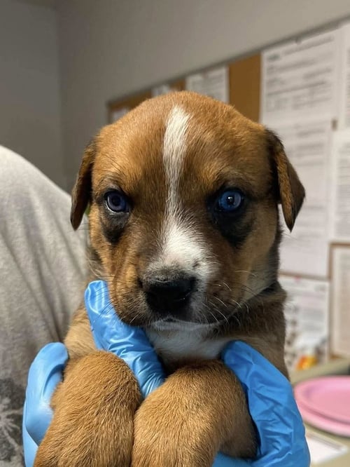 SOLANA - Jack Russell Terrier / Rhodesian Ridgeback for adoption in Springfield