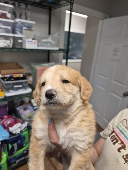 MILKY WAY - Australian Shepherd / Akita available for adoption