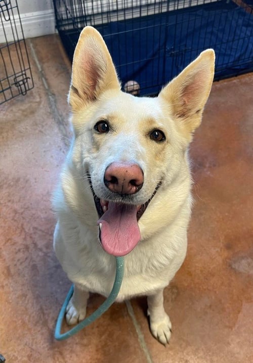 LOONUH - German Shepherd Dog available for adoption
