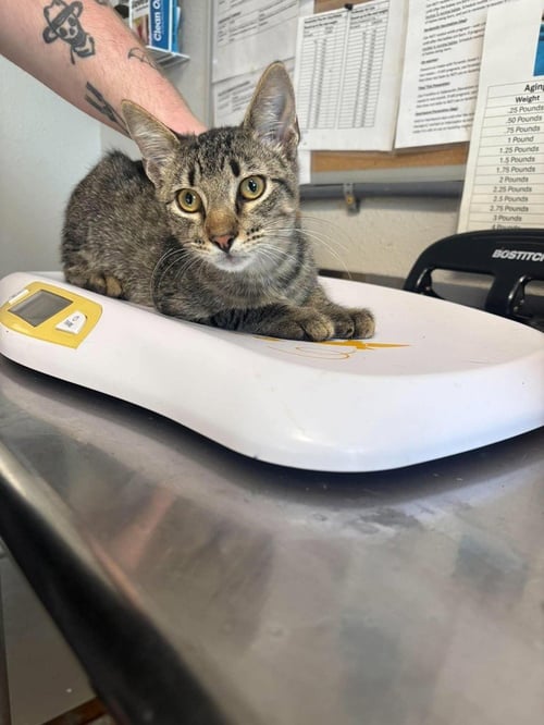 JAK - Domestic Short Hair available for adoption