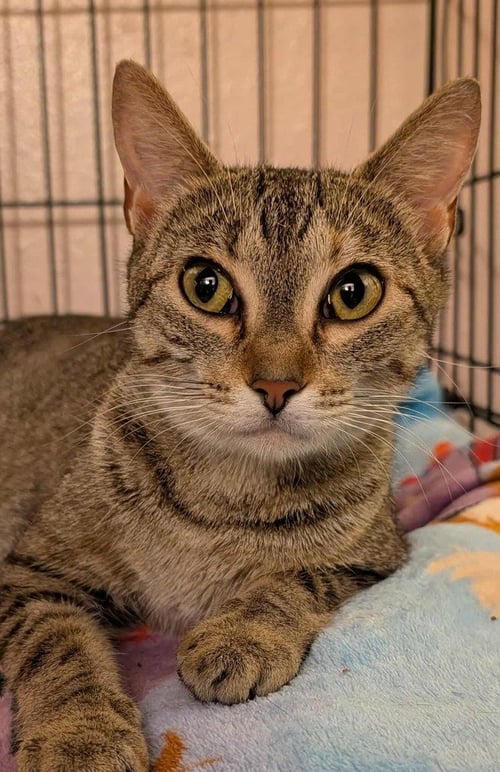 IVY - Domestic Short Hair available for adoption