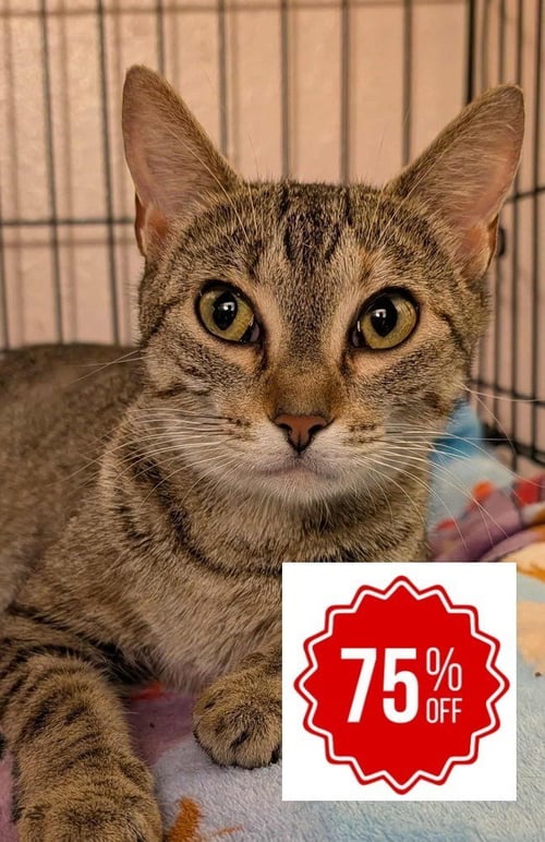 IVY - Domestic Short Hair available for adoption