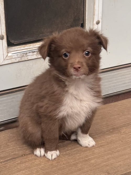 CHARMING - Australian Shepherd available for adoption