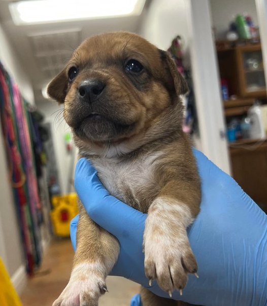 MERROW - Australian Cattle Dog/Blue Heeler / Labrador Retriever available for adoption