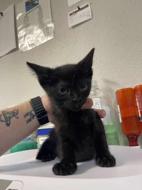RAVOLI - Domestic Short Hair available for adoption