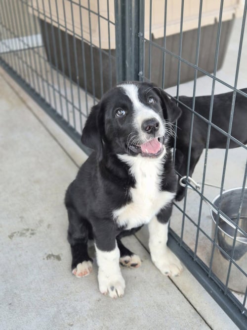 FRACK - Border Collie / Great Pyrenees for adoption in Springfield