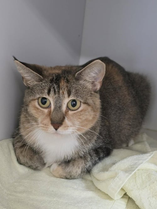 OPALINA - Domestic Short Hair available for adoption