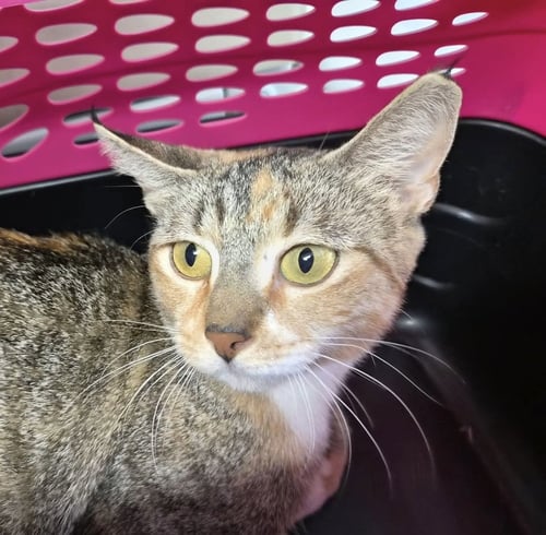 OPALINA - Domestic Short Hair for adoption in Springfield