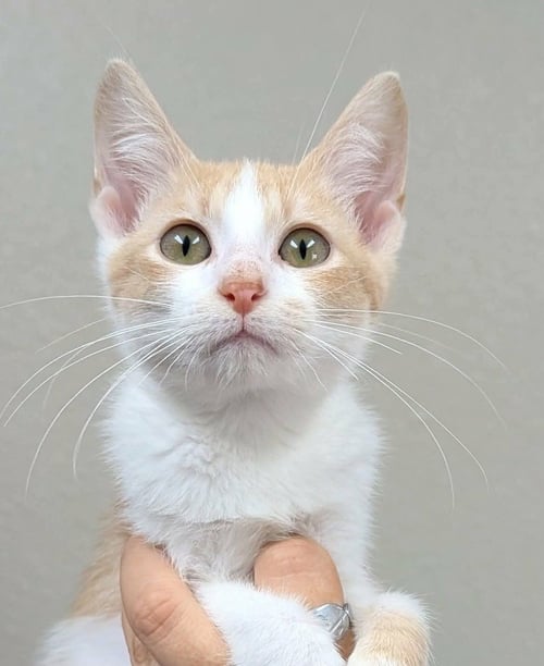 CHRISTOPHER - Domestic Short Hair available for adoption