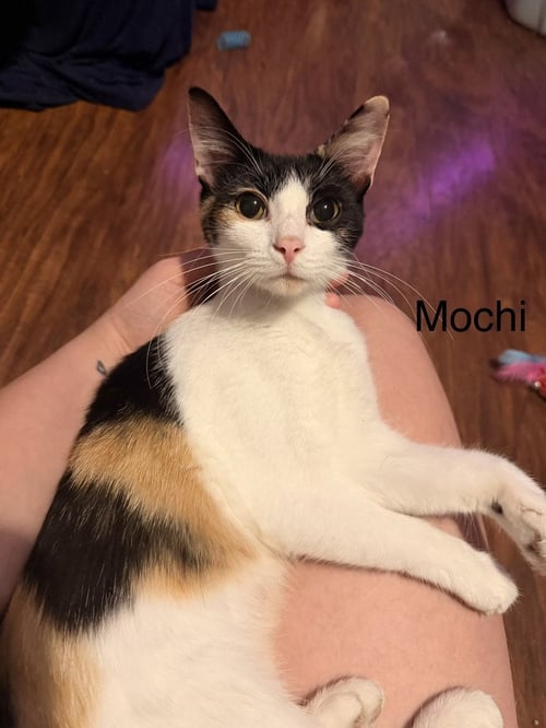 MOCHIE - Domestic Short Hair available for adoption