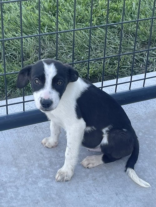 FIGHTER - Australian Cattle Dog/Blue Heeler for adoption in Springfield