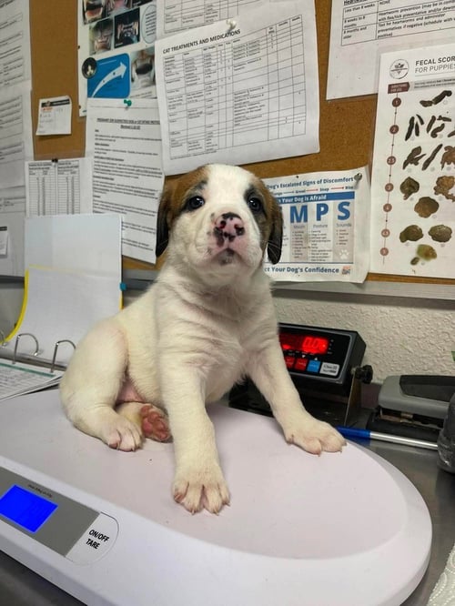 OCEAN - Mastiff / Great Pyrenees available for adoption