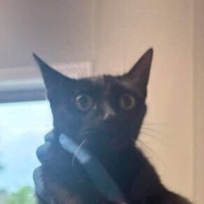 PARADE - Domestic Short Hair available for adoption