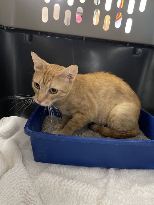 GINGER - Domestic Short Hair available for adoption