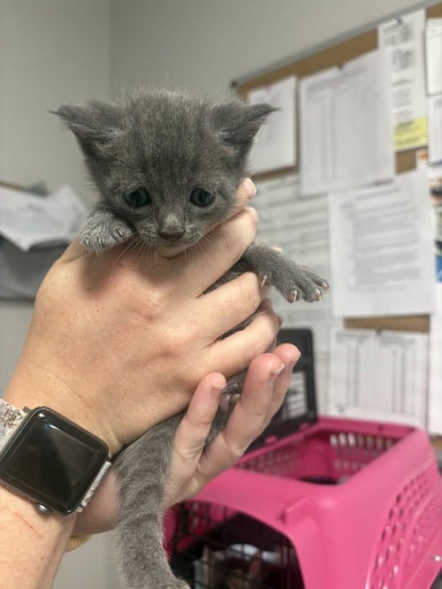 ALFALFA - Domestic Short Hair available for adoption