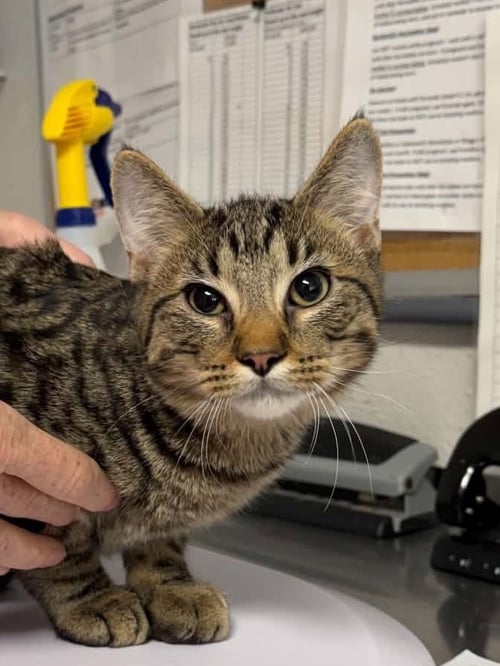 GRATE - Domestic Short Hair available for adoption