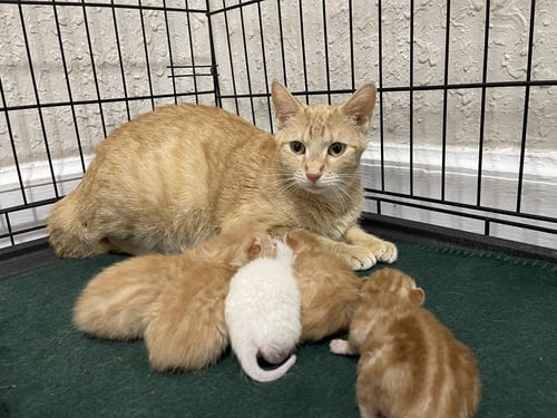 CIGARETTE - Domestic Short Hair available for adoption