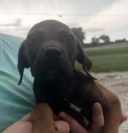 ROOSTER - Labrador Retriever available for adoption