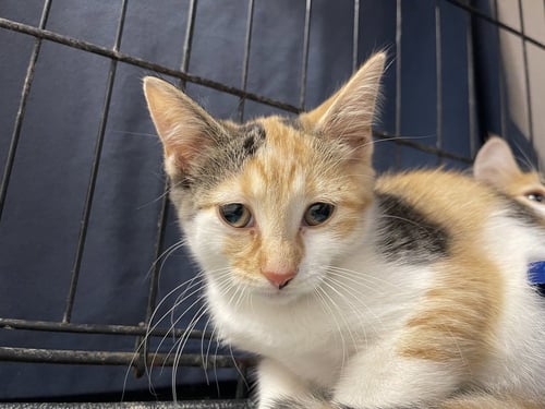 GIN - Domestic Short Hair available for adoption