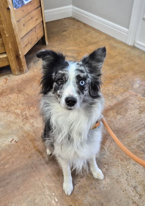CASPIAN - Australian Shepherd available for adoption