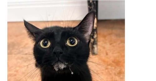 KIKI - Domestic Short Hair available for adoption