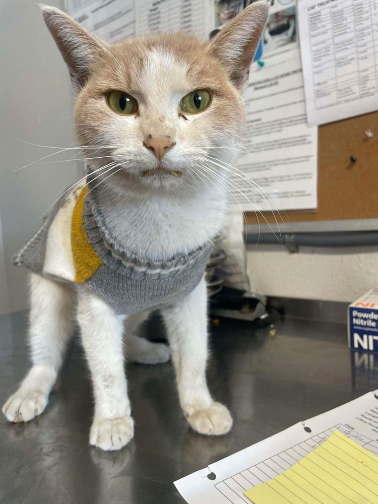 BOSS MAN - Domestic Short Hair available for adoption