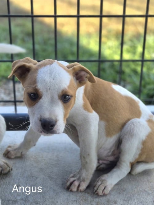 ANGUS - Australian Cattle Dog/Blue Heeler / French Bulldog available for adoption