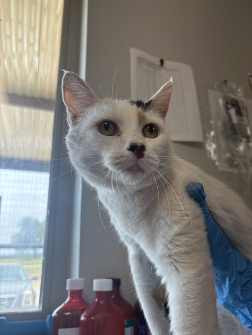 KITTY KITTY - Domestic Short Hair available for adoption