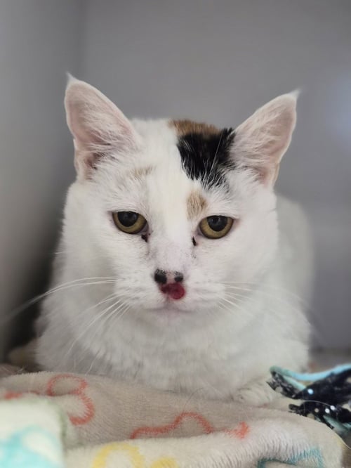 KITTY KITTY - Domestic Short Hair available for adoption