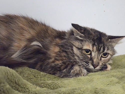 BUG - Domestic Short Hair available for adoption