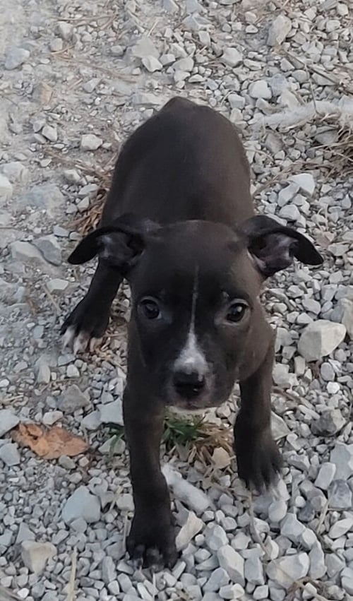 PICASSO - Pit Bull Terrier / Boston Terrier available for adoption