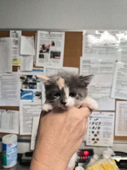 ROMWE - Domestic Short Hair available for adoption