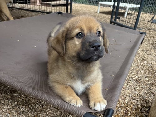 CREEK - Mastiff / Great Pyrenees available for adoption