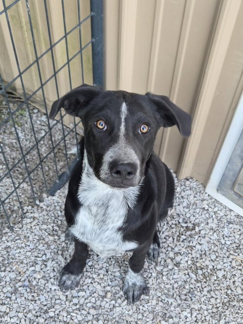 RESOLVE - Border Collie / Labrador Retriever available for adoption