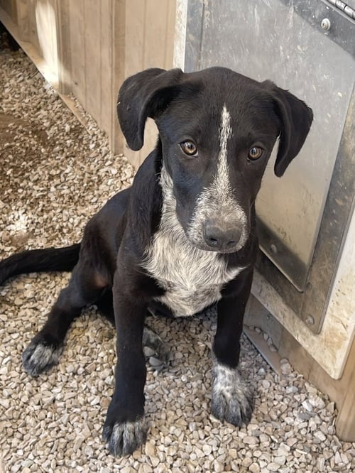 RESOLVE - Border Collie / Labrador Retriever available for adoption